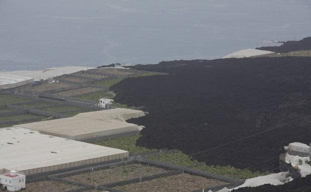 Imagen de la lava arransando plataneras en La Palma. 