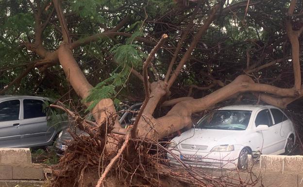 Árbol desplomado sobre los coches en San José. 