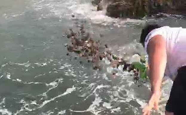 Un guarda rural devuelve las lapas al mar. 