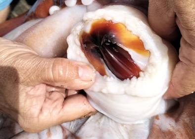 Imagen secundaria 1 - Detalles del encuentro y del tamaño del pico del calamar gigante. 