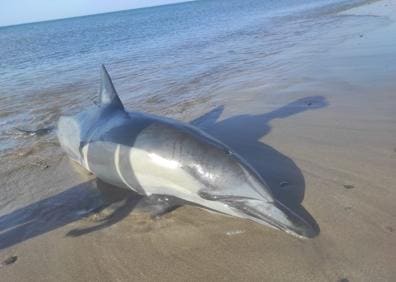 Imagen secundaria 1 - Un delfín común muere en la orilla del Castillo del Romeral