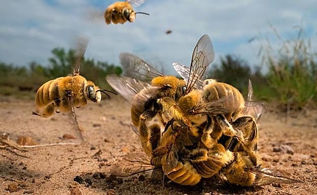 'El zumbido' ganó el primer premio. 