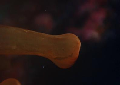 Imagen secundaria 1 - Dos teldenses triunfan en el primer concurso de fotografía submarina inclusiva de Europa