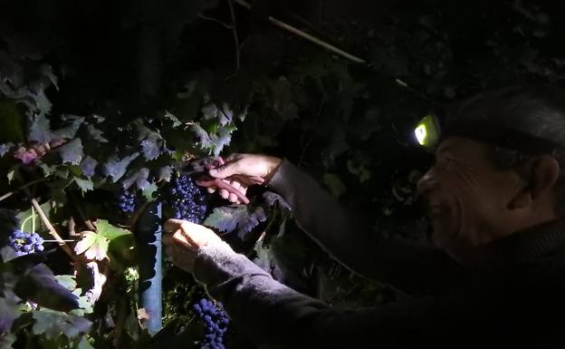 Un viticultor recoge uvas tintas en viñedos de Agüimes durante una vendimia nocturna. 