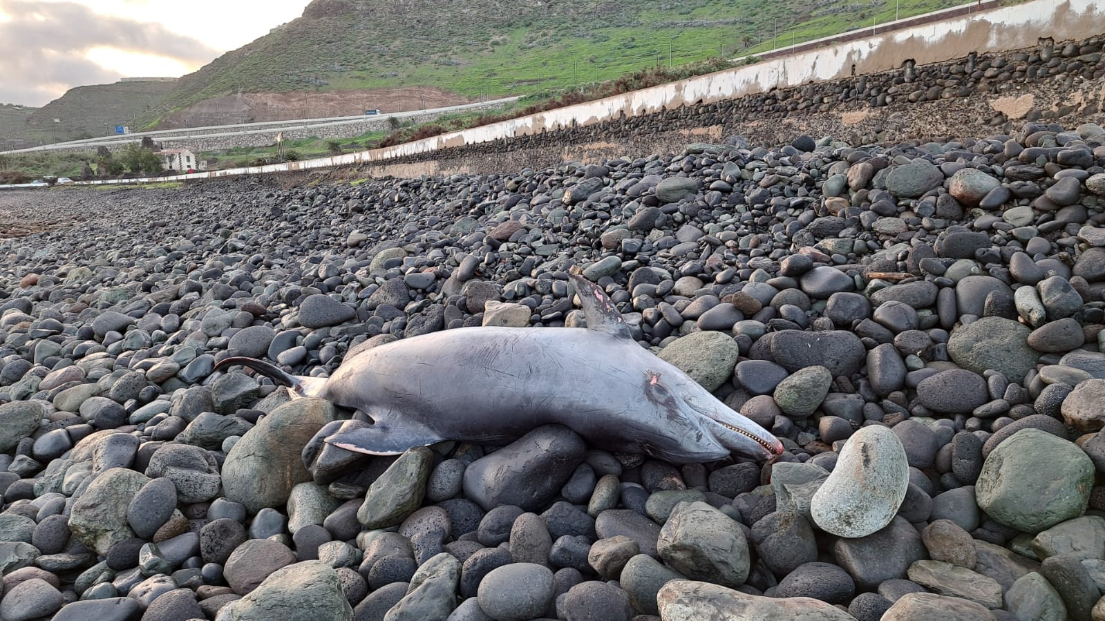 Encuentran un delfín varado en el charco de San Lorenzo