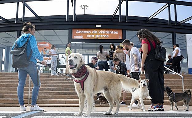 Quienes lo deseen puedan acudir a la feria con sus perros de manera gratuita. 