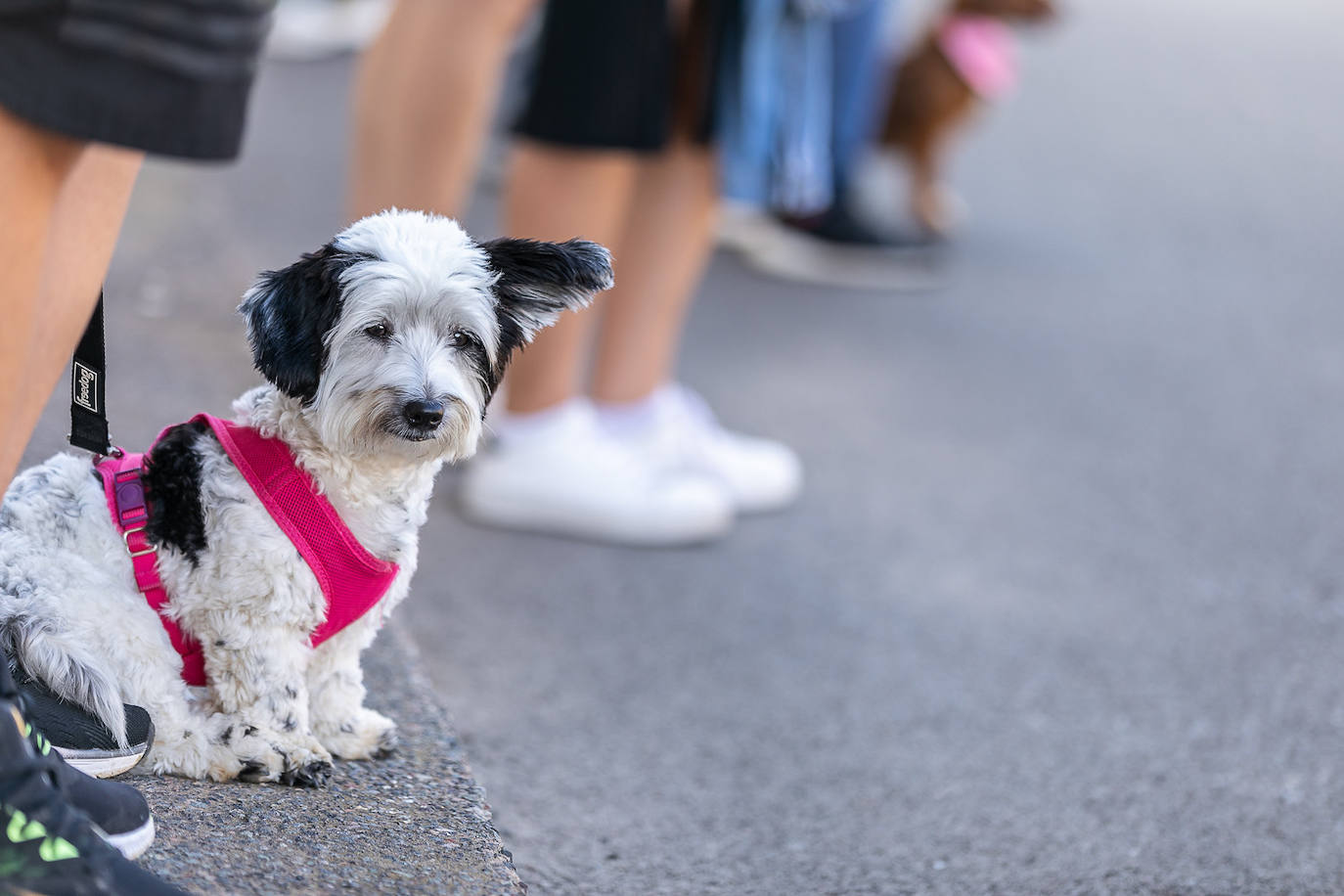 Imagen principal - Animundo cierra apelando a la responsabilidad al tener mascotas