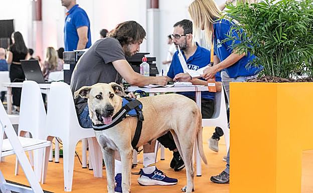 Imagen principal - Animundo cierra apelando a la responsabilidad al tener mascotas
