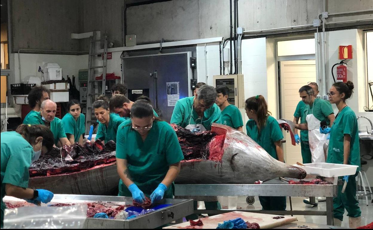 Un momento de la necropsia realizada en la facultad de Veterinaria de la ULPGC. 