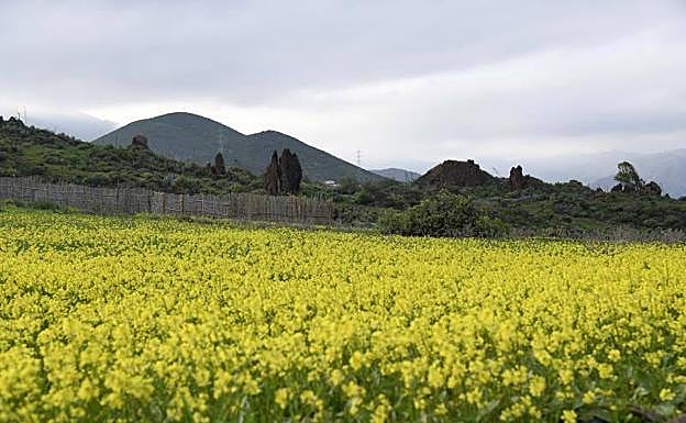 Imagen del campo de volcanes de Rosiana, en el municipio de Telde. 