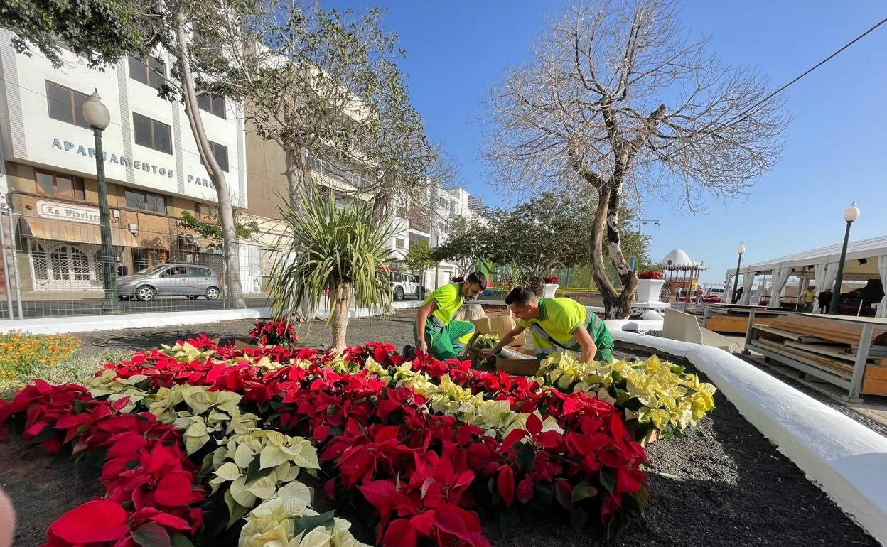 Plantación de flores de Pascua en la capital lanzaroteña. 