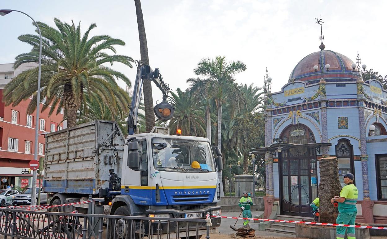 Operarios municipales retiran los restos de la palmera que se cayó en San Telmo. 