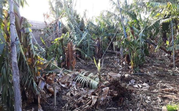 La borrasca provoca daños en el campo canario valorados en cuatro millones