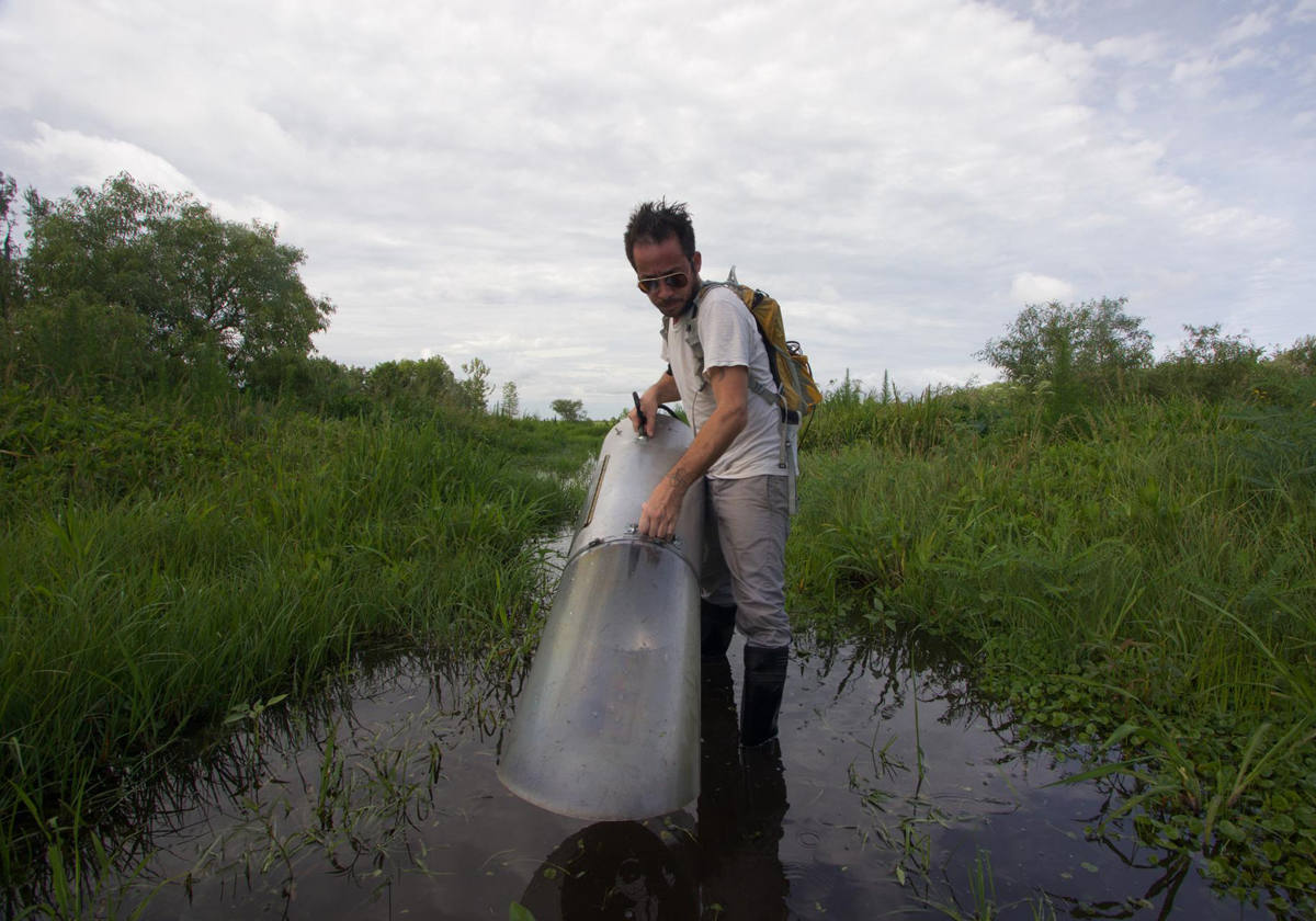 Fotografía cedida sin fecha por la Facultad de Ciencia Agrícolas y de la Vida (IFAS) de la Universidad de Florida (UF) donde aparece el biólogo especialista en mosquitos, Lawrence Reeves, mientras recolecta mosquitos Culex lactator de una trampa en el sur de Florida (EEUU). Científicos de la Universidad de Florida (UF) alertaron ante la posibilidad de que el mosquito Culex lactator, una especie proveniente de los trópicos cuya presencia fue detectada en este estado, pueda actuar como potencial vector para la transmisión de enfermedades. 