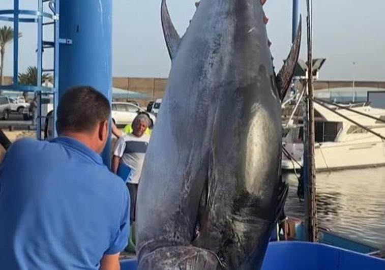 Los hermanos Francés pescan el atún rojo más grande en 30 años en Morro Jable