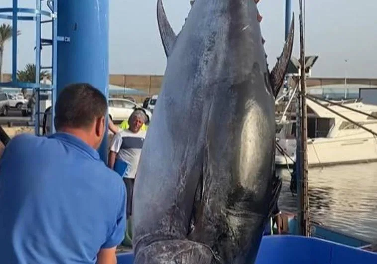 Imagen del ejemplar de 416 kilogramos pescado en Morrojable.
