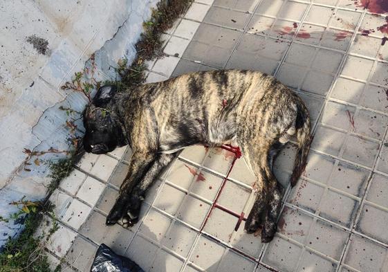 La Policía abate a un perro tras morder a una persona