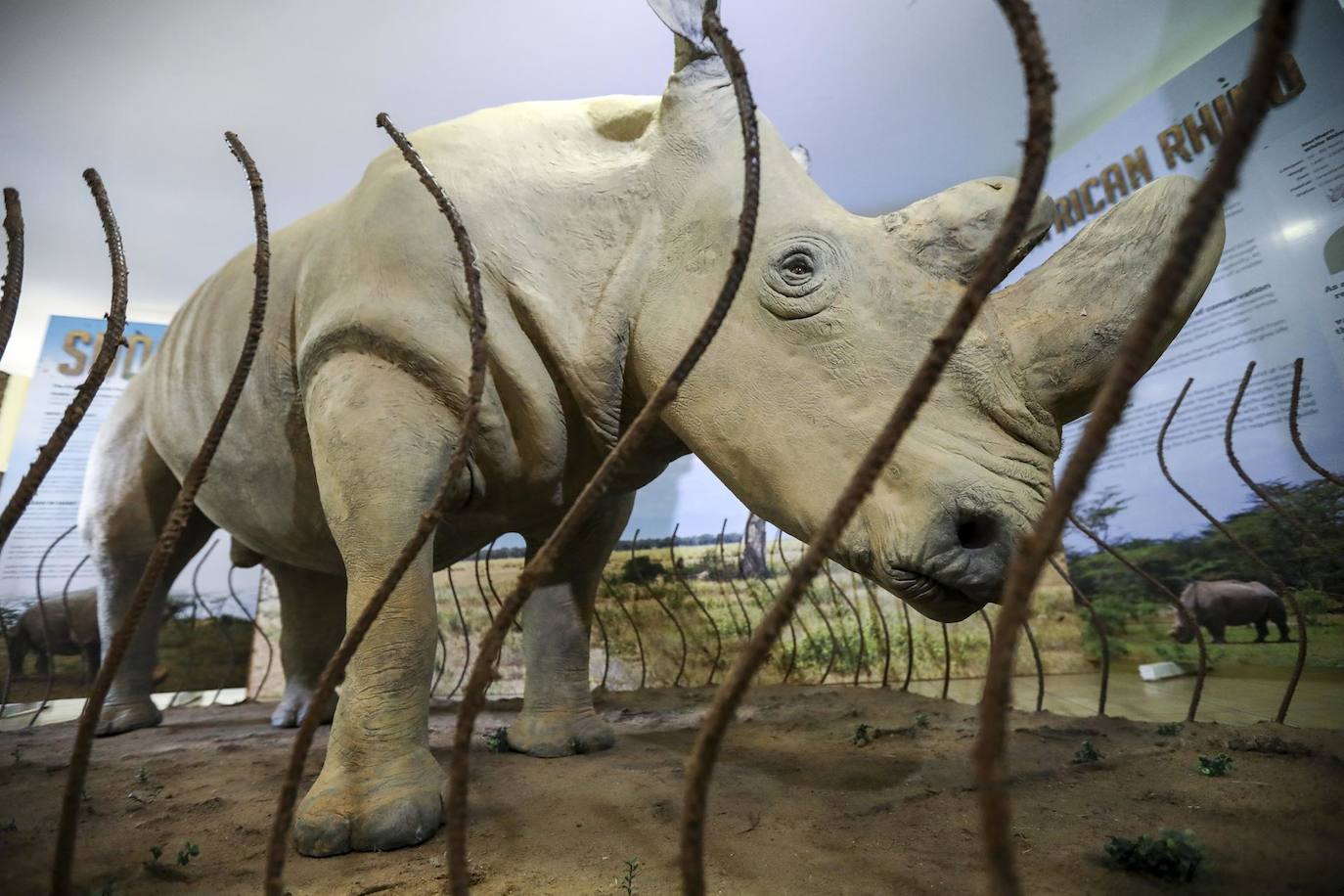 La taxidermia de 'Sudan', el último rinoceronte blanco del norte macho, se exhibe durante su lanzamiento oficial para su visualización pública en el Museo Nacional de Nairobi, en Nairobi, Kenia Sudán murió en Kenia el 19 de marzo de 2018, a los 45 años, debido a complicaciones relacionadas con la edad. Sus restos fueron enviados a la República Checa en 2019 para inmortalizarlos a través de la taxidermia.