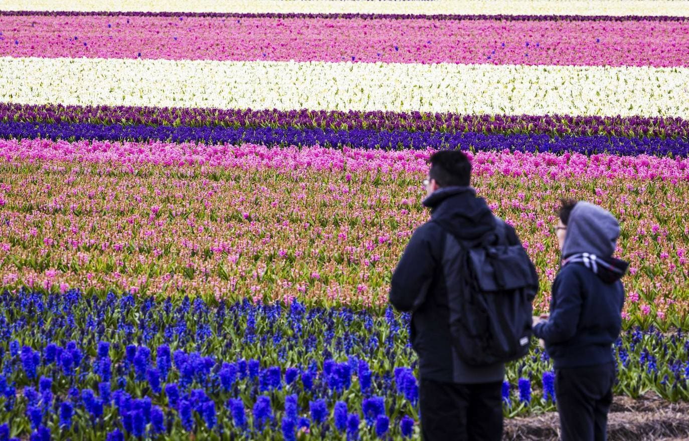 Los turistas contemplan un colorido campo de bulbos en Lisse, Países Bajos. Los campos de jacintos ya están en plena floración. 