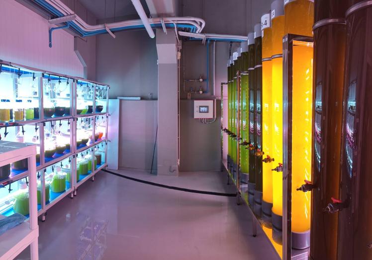 Sala de microalgas para investigación de Nueva Pescanova.