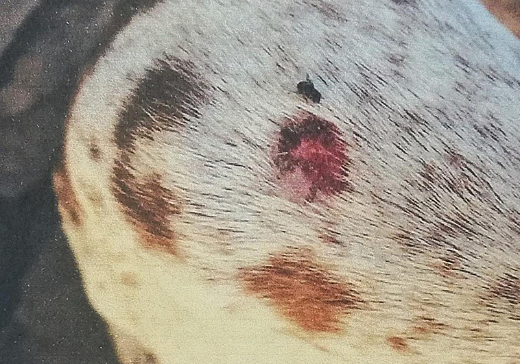 Heridas de uno de los animales.