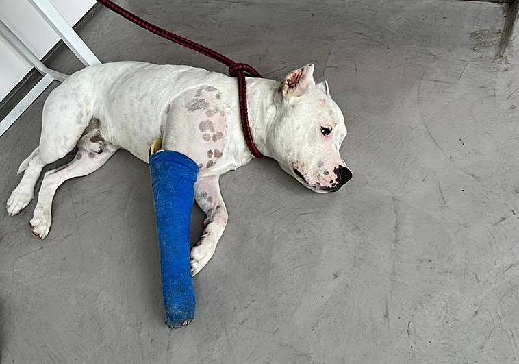 Imagen del animal, Thor, recuperándose de la lesión.