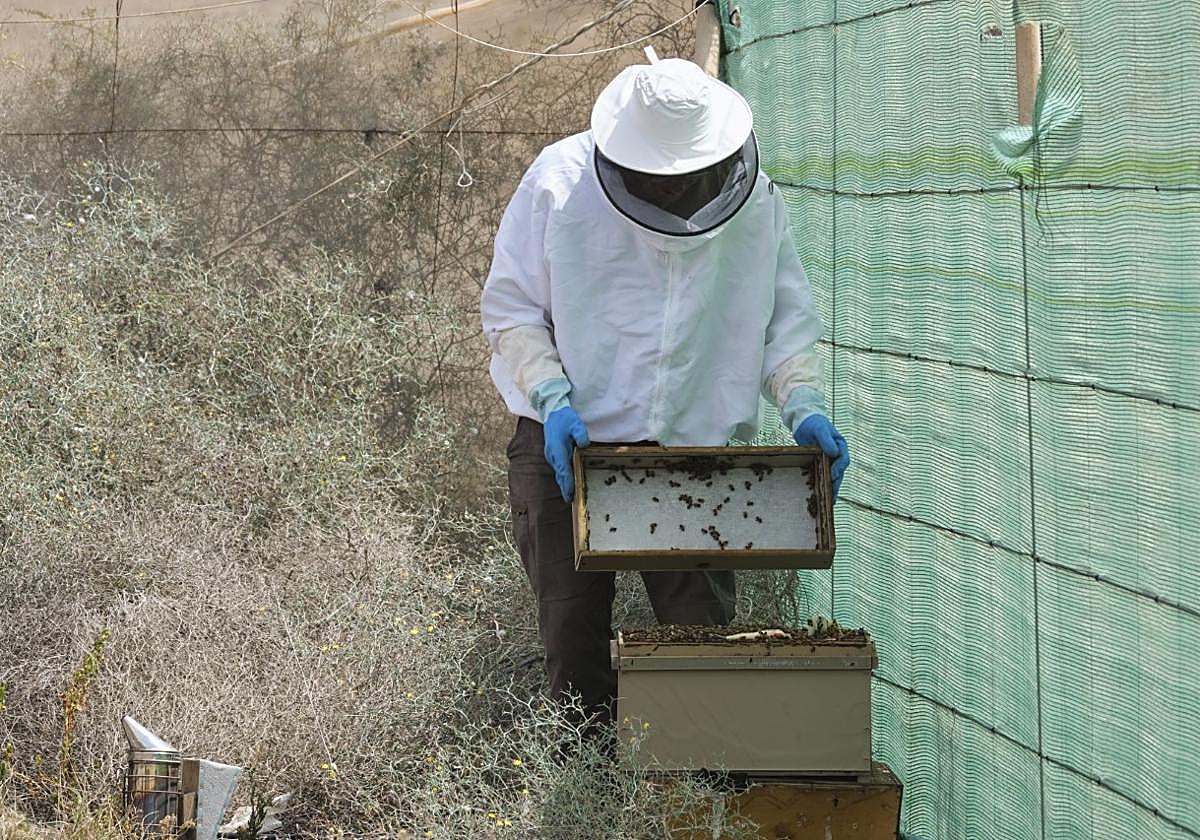 Alexis Nuez revisa las dos colmenas que tiene dentro de los invernaderos de verduras en Tarajal de Sancho, en el municipio de Pájara.