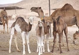 Chago Mederos, con la capa color chocolate, con otras crías de camello.
