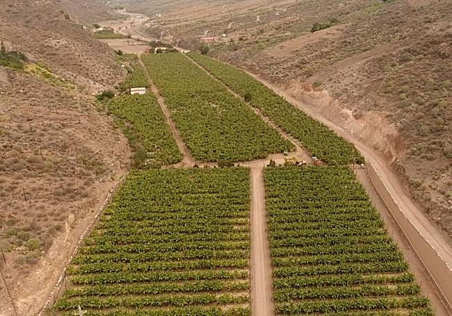 Terrenos recientemente recuperados para el cultivo en Posteragua y El Inglés (barranco de Veneguera).