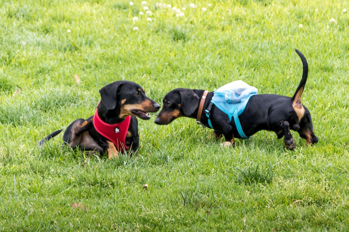 Nuevo encuentro de perros teckel en La Ballena