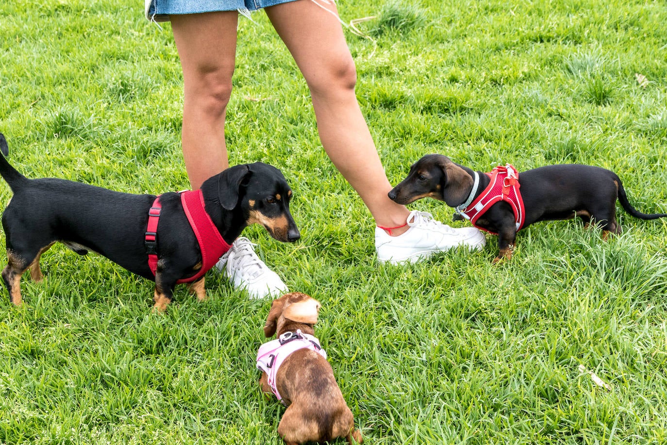 Nuevo encuentro de perros teckel en La Ballena