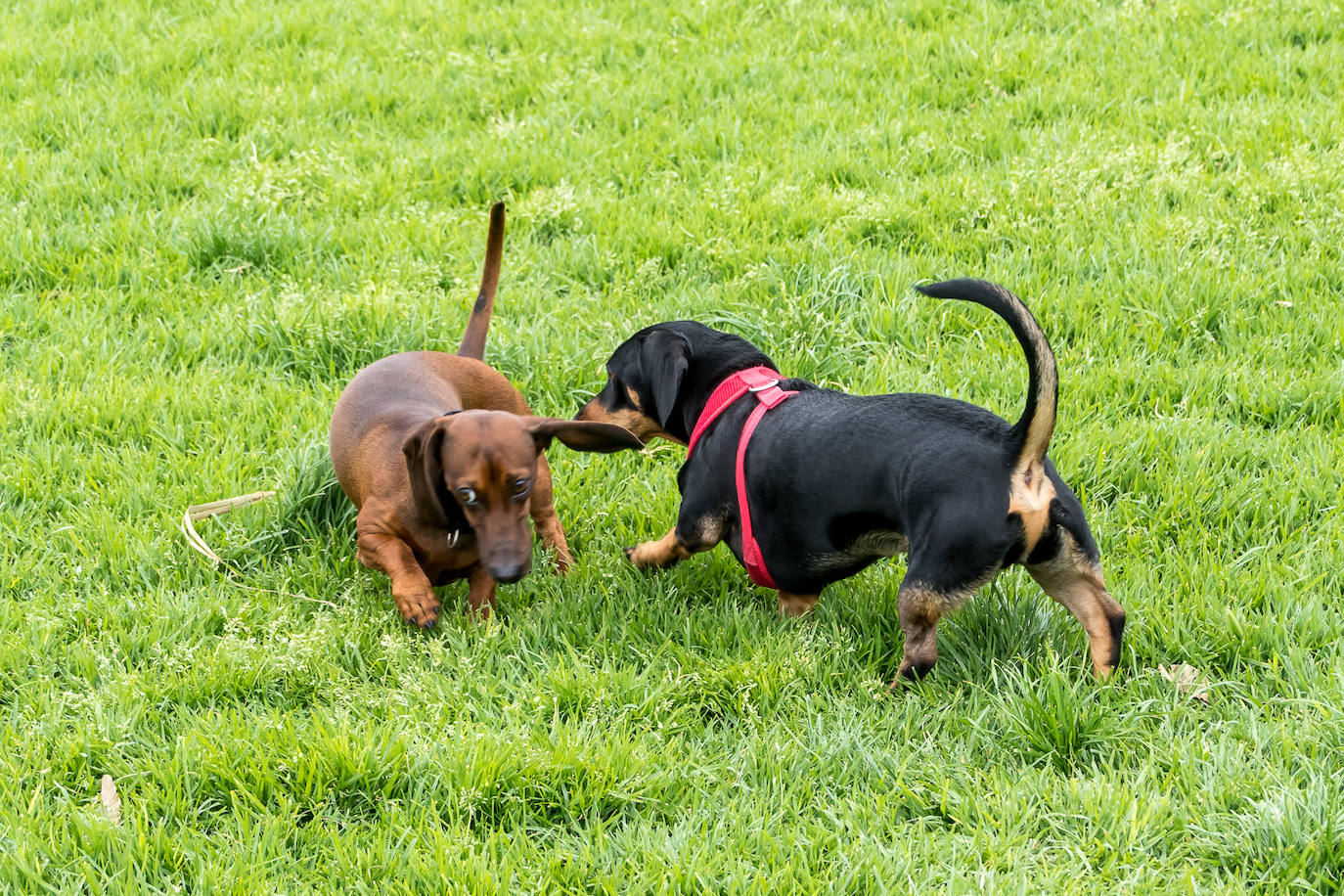 Nuevo encuentro de perros teckel en La Ballena