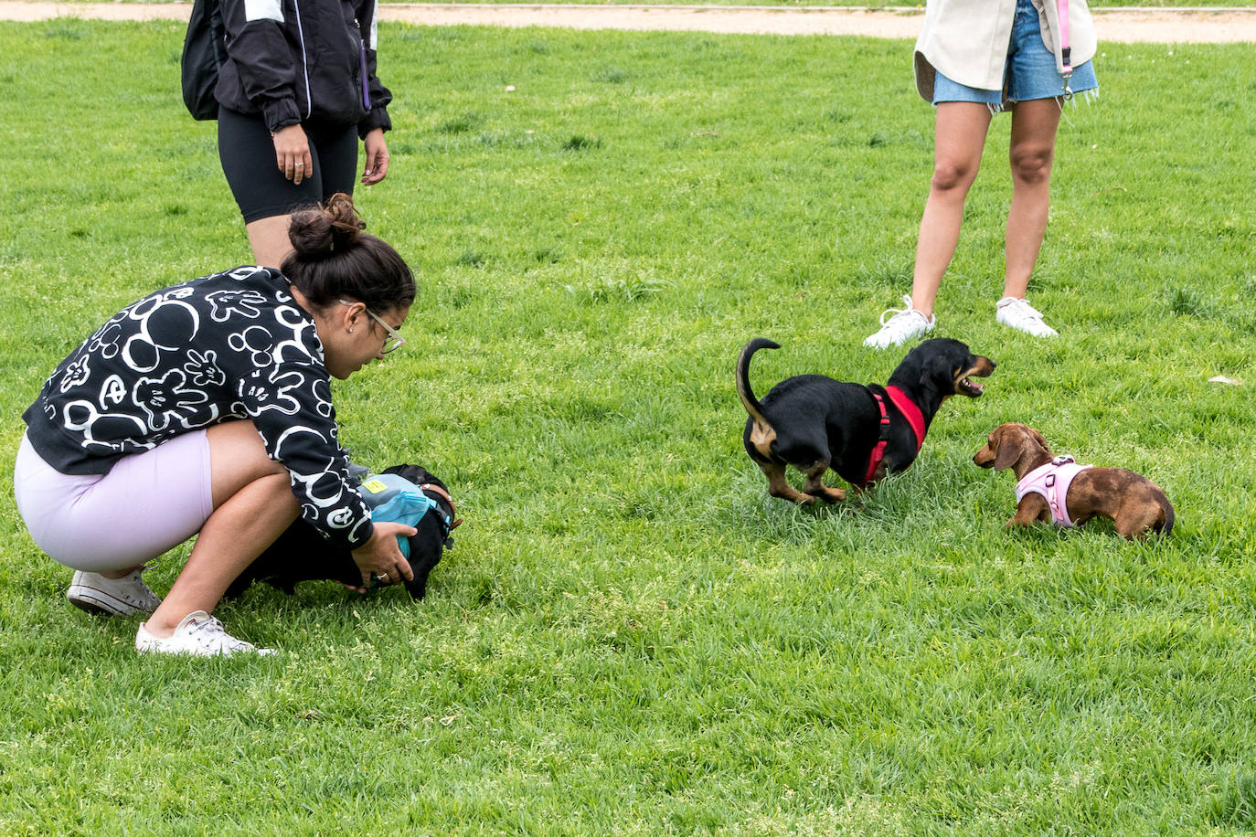 Nuevo encuentro de perros teckel en La Ballena