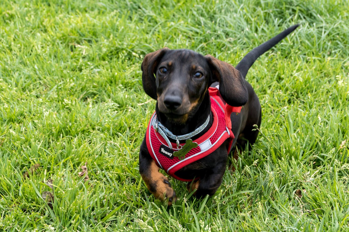 Nuevo encuentro de perros teckel en La Ballena