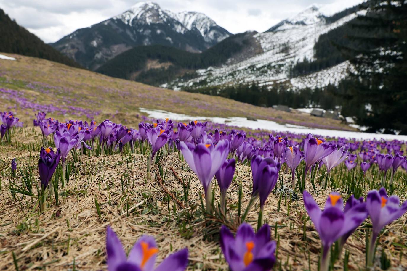 La primavera ha llegado a las montañas Tatra con las últimas nieves derritiéndose mientras los azafranes florecen en el valle Chocholowska cerca de Zakopane, Polonia. 
