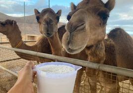 Camellas de la Dromemilk Camel Biofarm, en Goroy, en el municipio de Puerto del Rosario.