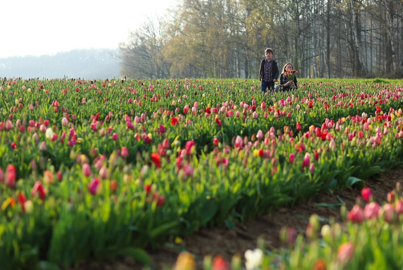 Una mujer y un niño cortan tulipanes a la venta en un campo abierto en Namur, Bélgica. Como parte de un nuevo modelo económico de venta, los agricultores plantan flores en los campos y establecen una caja de donaciones para recolectar dinero sin supervisión. La gente puede caminar y recoger flores, por cada tulipán recogido, el horticultor reclama 60 centavos. 