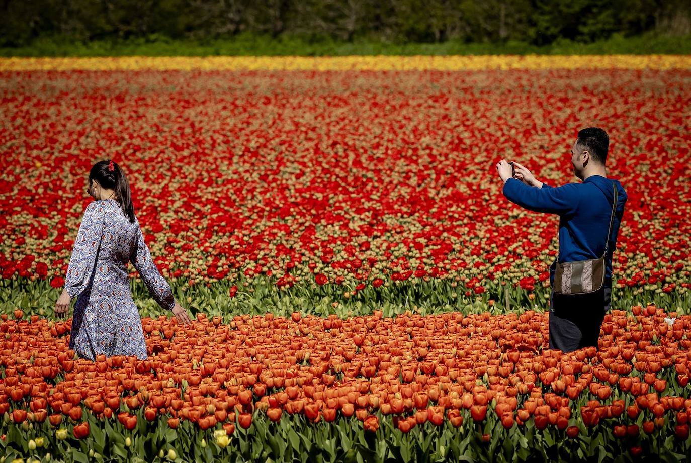 Turistas visitan la región de Bollenstreek, en Lisse, Países Bajos. Los campos vuelven a florecer en primavera con tulipanes y jacintos.