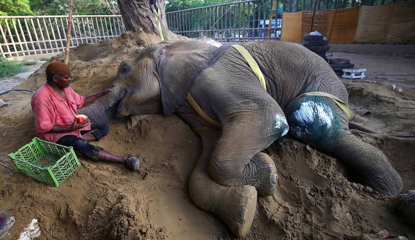 Un cuidador de elefantes intenta alimentar a la elefanta africana 'Noor Jahan' que descansa sobre un montículo de arena en un zoológico de Karachi, Pakistán. Los veterinarios se esforzaron para salvar a la elefanta de 17 años gravemente enferma que había caído en un estanque en el zoológico de Karachi. 'Noor Jehan' es uno de los últimos cuatro elefantes africanos cautivos de Pakistán y ha estado enfermo durante meses.