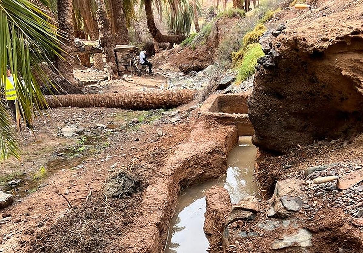 Tajeas con agua de riego en el palmeral de la Madre del Agua, dentro de la Finca de Ajuy.