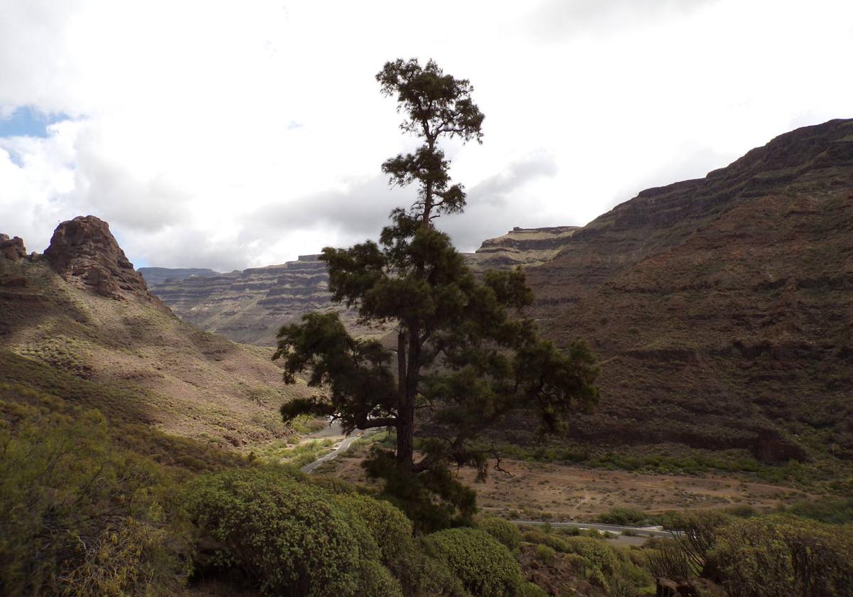 Los pinos más singulares de Canarias, los de Arguineguín