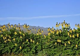 Paisaje primaveral en Gran Canaria.