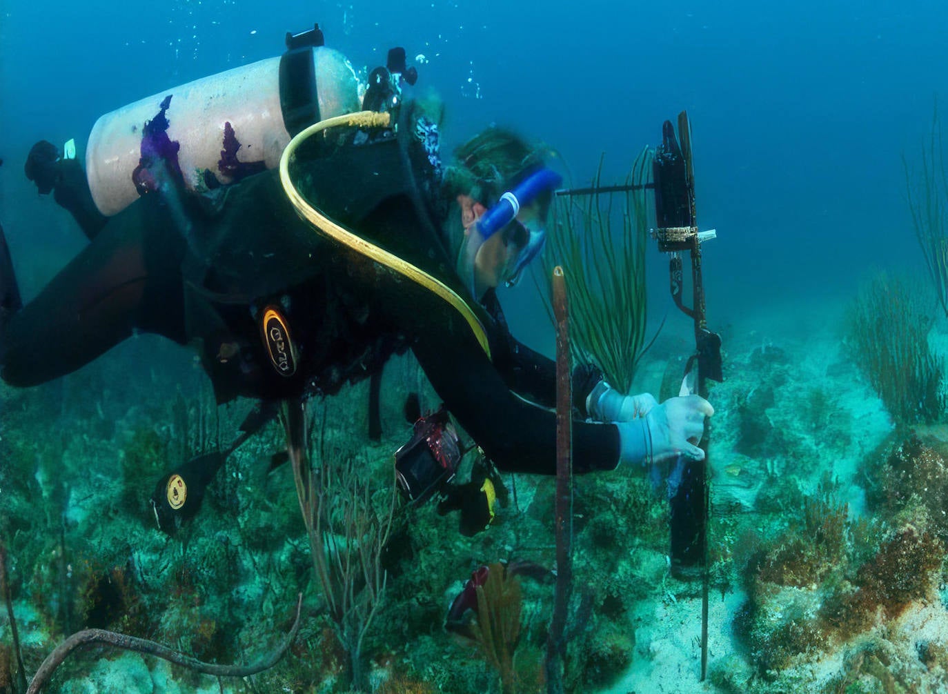 Fotografía cedida por el International Quiet Ocean Experiment (IQOE) donde se muestra a uno de sus buceadores mientras coloca un hidrófono en el suelo del océano para estudiar la vida marina a través de los sonidos que emiten. La combinación de la Inteligencia Artificial (IA) y el uso de hidrófonos -micrófonos submarinos- permite observar y vigilar el creciente impacto de las actividades humanas en los océanos, así como los hábitos de la vida marina, con una precisión que está asombrando a los científicos.