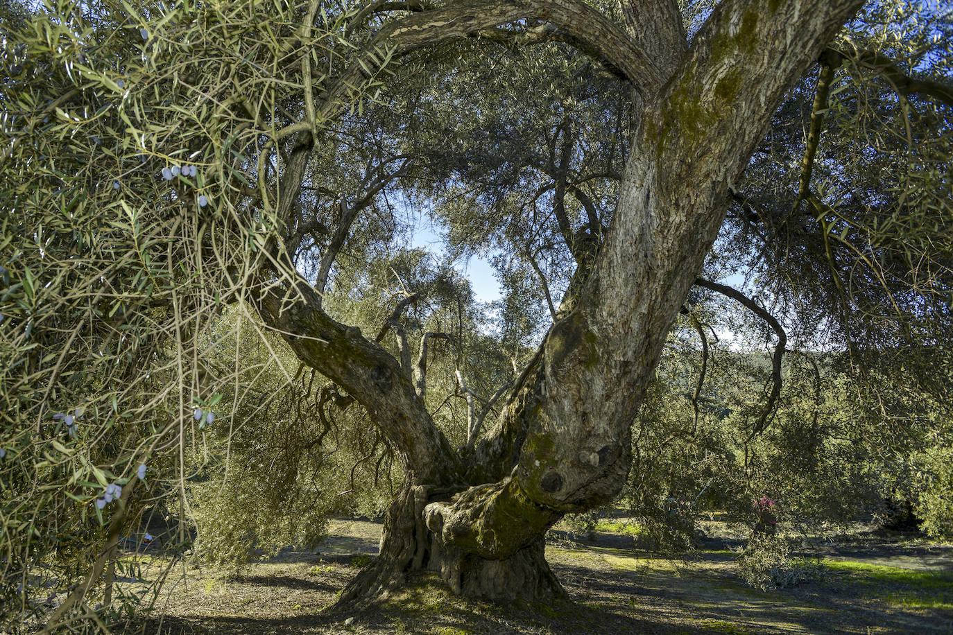 Fotografía del considerado el Mejor Olivo Monumental de España 2023, en Cazorla (Jaén). El majestuoso Olivo de «Acebuche de las Hoyas», presentado por Oleotur Cazorla, que vegeta en Cazorla (Jaén) se ha alzado con el Premio de la Asociación Española de Municipios del Olivo (AEMO) al Mejor Olivo Monumental de España 2023.