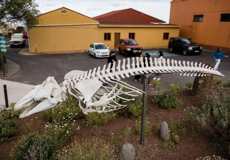 Instalan en Tenerife el esqueleto de un calderón recuperado en Las Teresitas