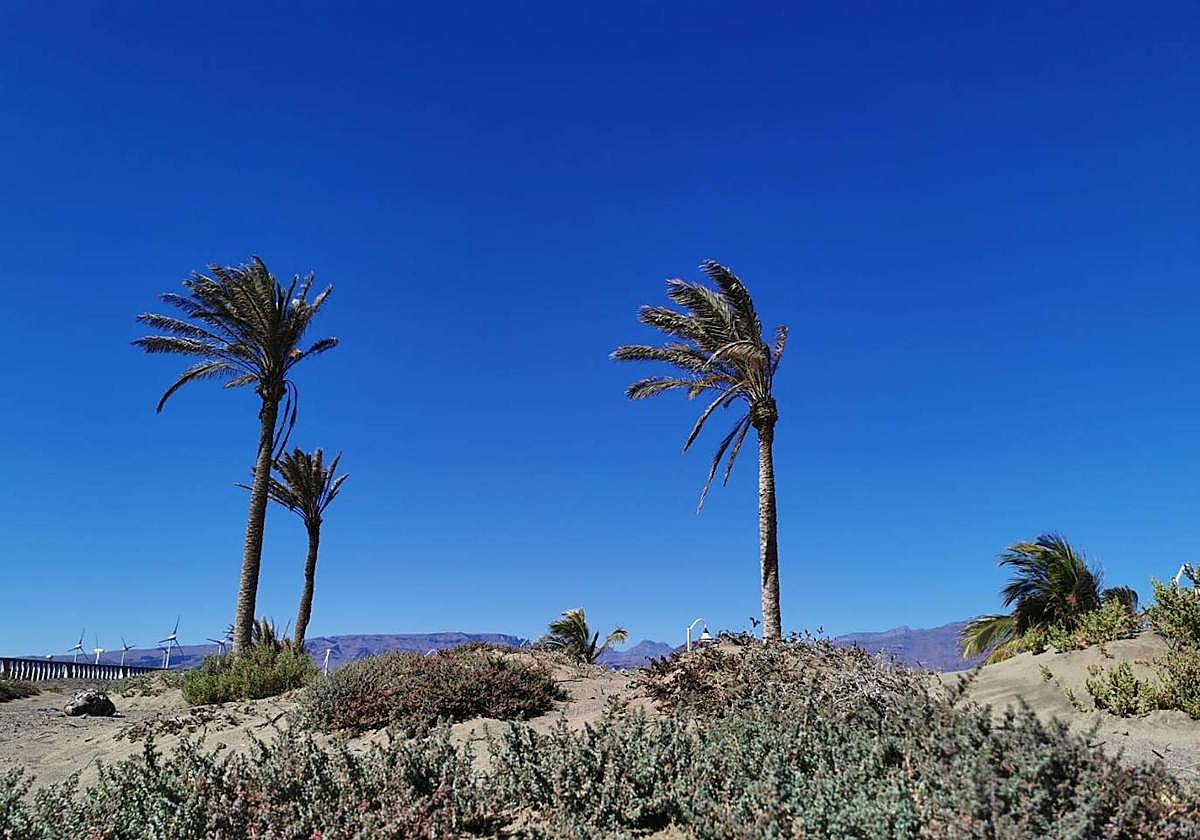 El viento soplará con fuerza este lunes.