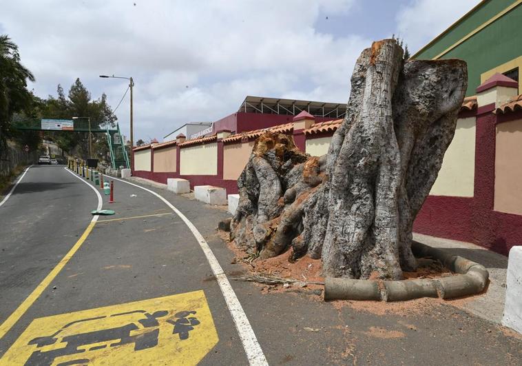 El Ayuntamiento capitalino tala el árbol bonito de San Juan y deja el tocón para ver si rebrota y se recupera