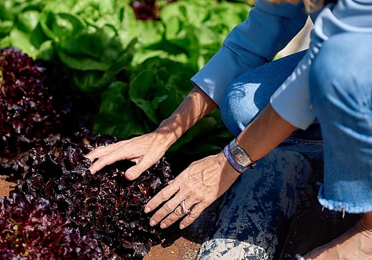 HiperDino destina 40 millones de euros a la compra de productos agrícolas cultivados en Canarias.