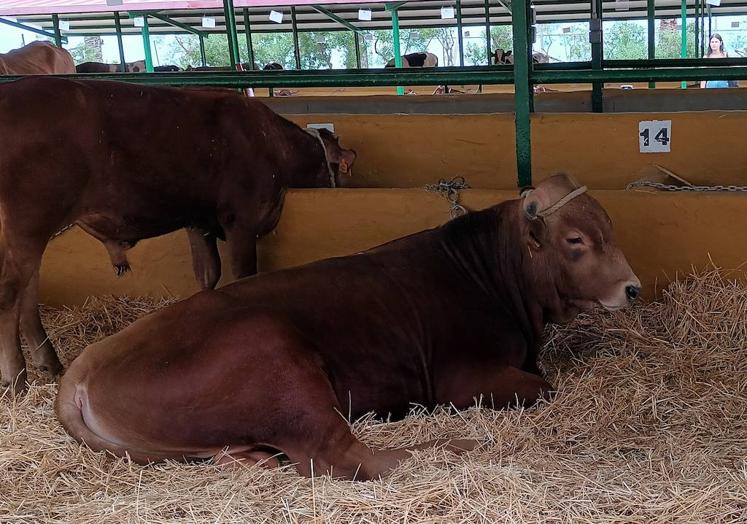 Vacas del país en los corrales de la Granja Experimental del Cabildo.