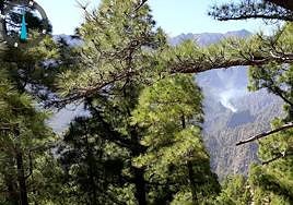 Estabilizado el conato de incendio en La Palma